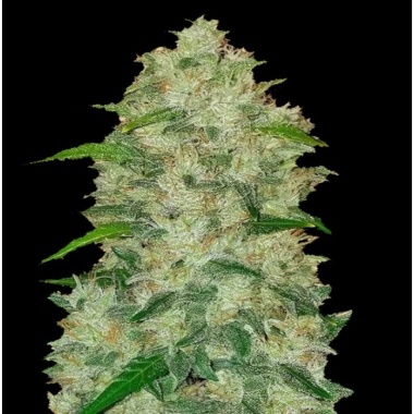 Chemdawg Autoflower Cannabis Seeds Feminized