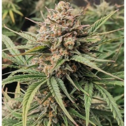 Cream Mandarin Autoflower Cannabis Seeds Feminized