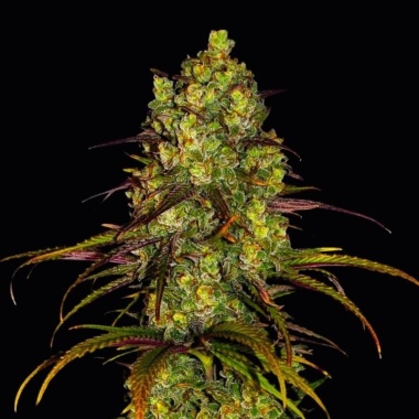 Critical Mandarin Autoflower Cannabis Seeds Feminized