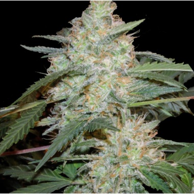 Critical Mass Autoflower Cannabis Seeds Feminized