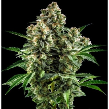 Devil XXL Autoflower Cannabis Seeds Feminized