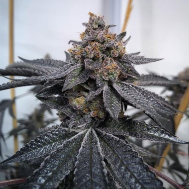 Do Si Dos Autoflower Cannabis Seeds Feminized