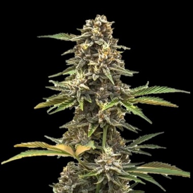 Double Mandarin Autoflower Cannabis Seeds Feminized