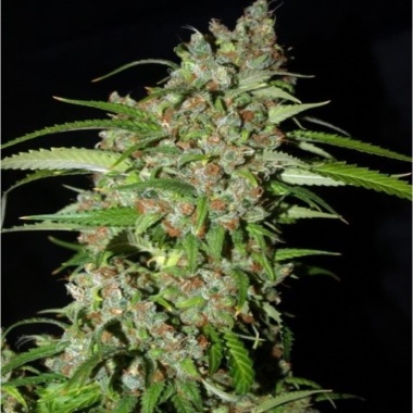 Dynamite Autoflower Cannabis Seeds Feminized