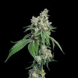 Gas Face Autoflower Cannabis Seeds Feminized
