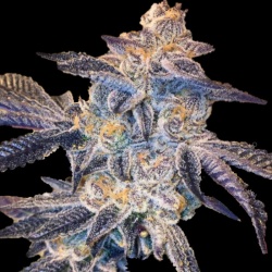 Girl Scout Cookies Autoflower Cannabis Seeds Feminized