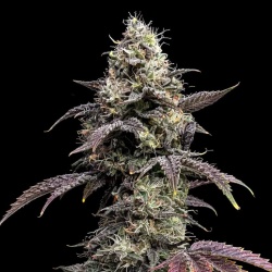 Grizzly Purple Autoflower Cannabis Seeds Feminized