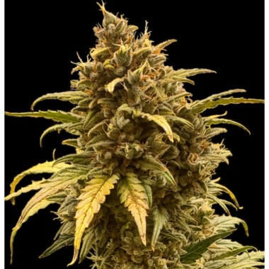Jack Afghan Autoflower Cannabis Seeds Feminized