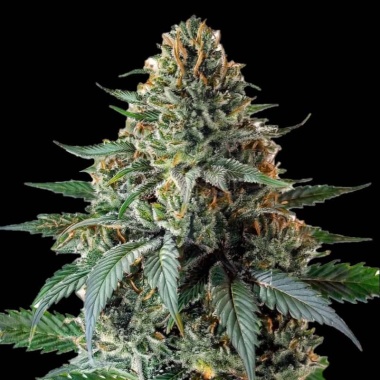 Jack's Cookies Autoflower Cannabis Seeds Feminized