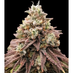 Lava Cake Autoflower Cannabis Seeds Feminized