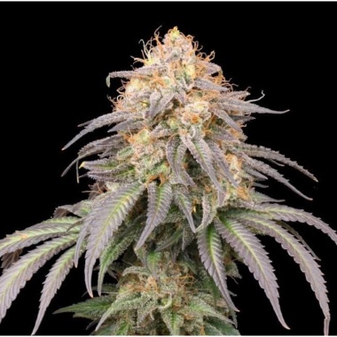 Mandarin OG Autoflower Cannabis Seeds Feminized