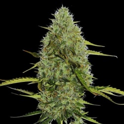 Moby Cookies Autoflower Cannabis Seeds Feminized