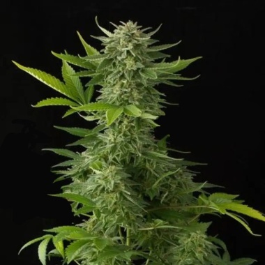 Moby Northern Autoflower Cannabis Seeds Feminized