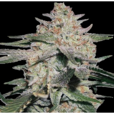 Northern OG Autoflower Cannabis Seeds Feminized
