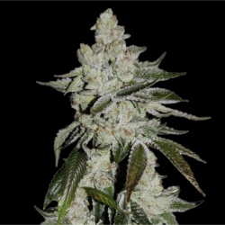 OG Cookies Autoflower Cannabis Seeds Feminized