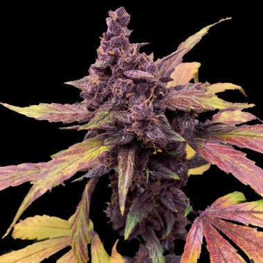 Red Kush Autoflower Cannabis Seeds Feminized