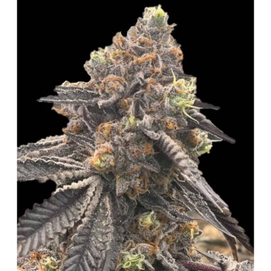 RS11 Autoflower Cannabis Seeds Feminized