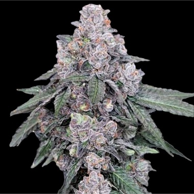 Runtz Autoflower Cannabis Seeds Feminized