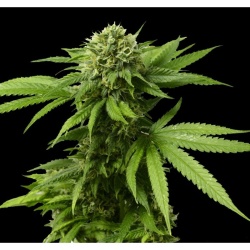 CBD AC/DC Cannabis Seeds Feminized