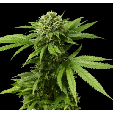 CBD AC/DC Cannabis Seeds Feminized