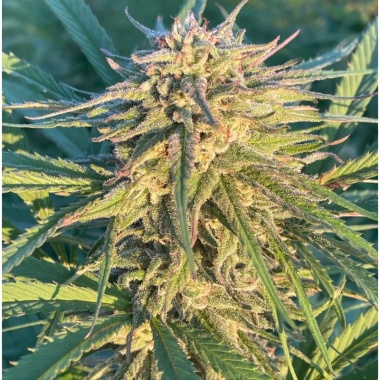 CBD AK 47 Cannabis Seeds Feminized