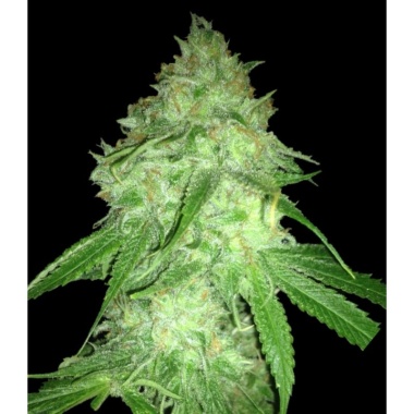 CBD Charlottes Web Cannabis Seeds Feminized