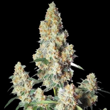 Strawberry Cheese Autoflower Cannabis Seeds Feminized
