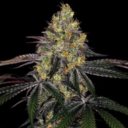 Watermelon Zkittlez Autoflower Cannabis Seeds Feminized