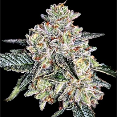 Zkittlez Autoflower Cannabis Seeds Feminized