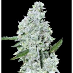 Zookies Autoflower Cannabis Seeds Feminized