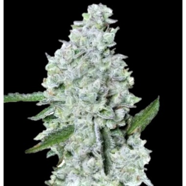 Zookies Autoflower Cannabis Seeds Feminized