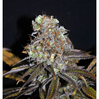 CBD Critical Mass Cannabis Seeds Feminized