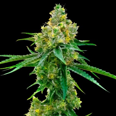 CBD Harlequin Cannabis Seeds Feminized