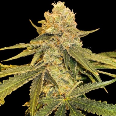CBD Jack Herer Cannabis Seeds Feminized