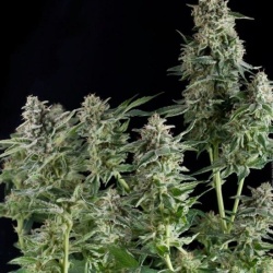 CBD Northern Lights Cannabis Seeds Feminized