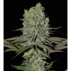 CBD Painkiller XL Cannabis Seeds Feminized