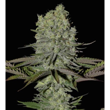 CBD Painkiller XL Cannabis Seeds Feminized