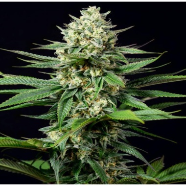 CBD Purple Kush Cannabis Seeds Feminized