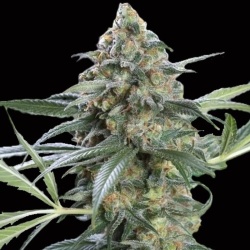 CBD Stephen Hawking Kush Cannabis Seeds Feminized