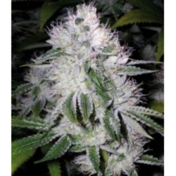 CBD White Widow Cannabis Seeds Feminized