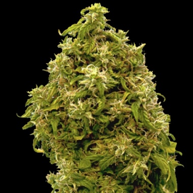 CBD Zero Cannabis Seeds Feminized
