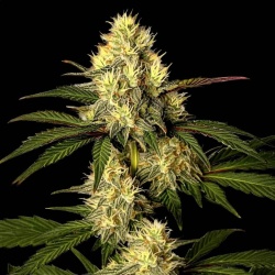 CBG Super Glue Cannabis Seeds Feminized