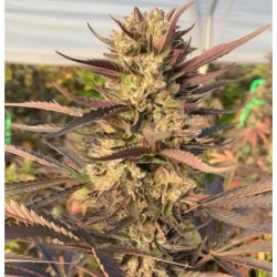 CBG White Whale Cannabis Seeds Feminized