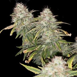 Green Crack Cannabis Seeds Feminized