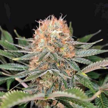 Panakeia CBG Cannabis Seeds Feminized
