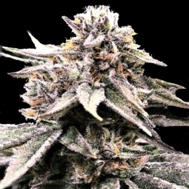 Fruity OG Kush Cannabis Seeds Feminized
