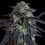 Girl Scout Cookies Cannabis Seeds Feminized