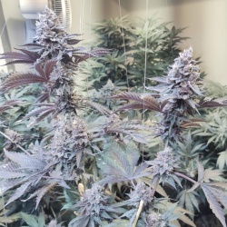 Roji OGS Cannabis Seeds Feminized